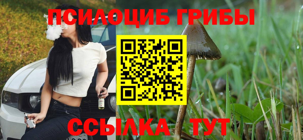Псилоцибиновые грибы Cubensis Санкт-Петербург